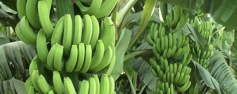 香蕉成熟到大概需要几个月，成熟后为什么会变弯