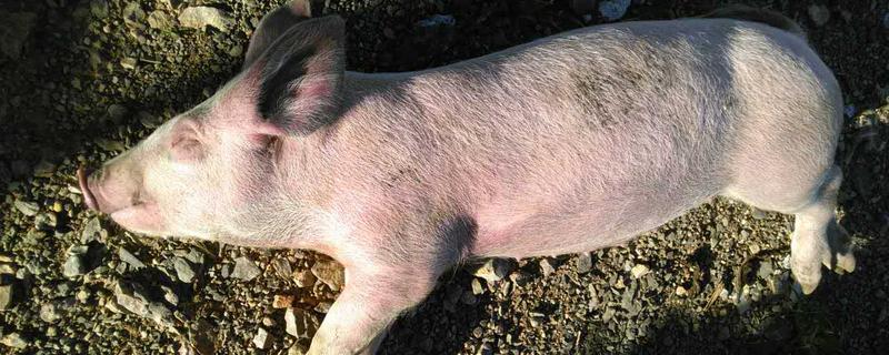 青霉素加柴胡可治猪发烧吗，猪发烧是什么原因导致的