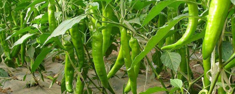 辣椒的生长周期，附辣椒的品种