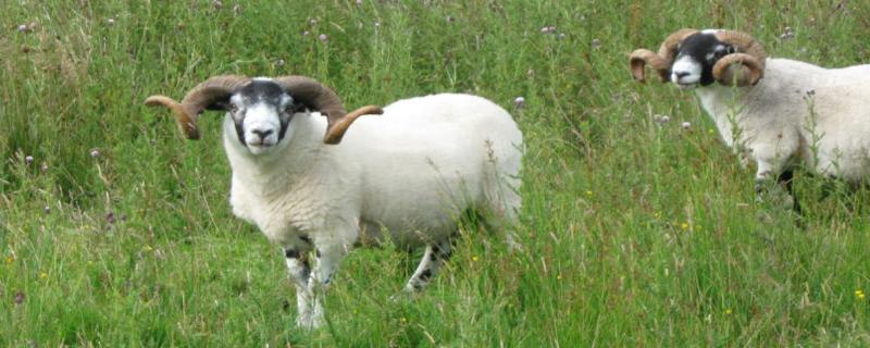 羊快速增肥方法，羊喜欢吃什么草