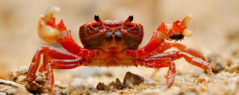 河蟹能活多久，以什么为食