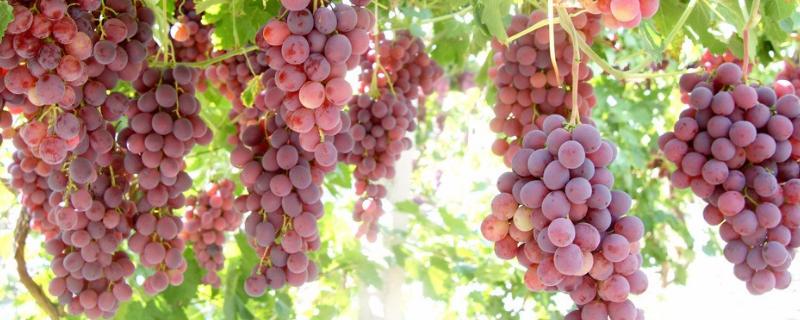 葡萄收割前雨水过多会导致什么情况，葡萄一般什么季节成熟