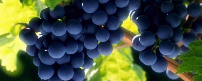 葡萄软果是什么原因造成的，葡萄喜欢什么肥料