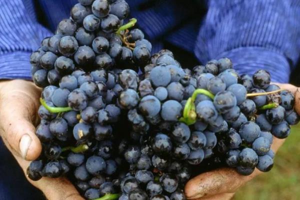 18大葡萄品种介绍