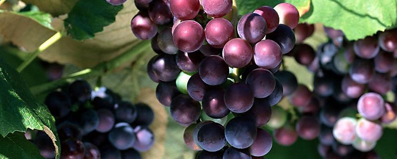 葡萄为何会落花落果是熟透了吗，葡萄生长需要什么肥料