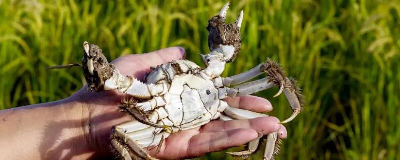 稻田里养螃蟹一般几个月成熟，附养殖方法
