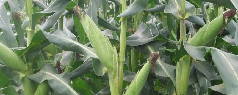 玉米立秋抽穗能成熟吗，抽穗时施硫酸钾好吗