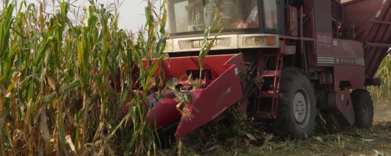 玉米收割机摘穗辊掉粒怎么办，附玉米收割的最佳时间段