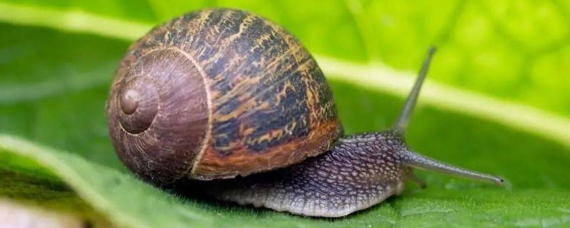 白菜上的蜗牛怎样治，蜗牛是如何繁殖的