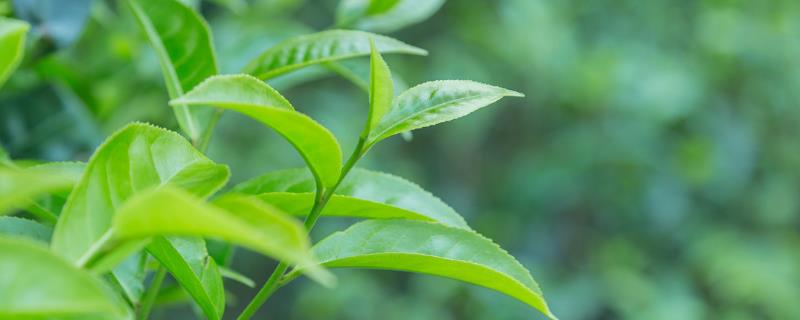 顺坡垄种茶树的好处，茶树种植几年可以采摘