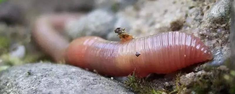 蚯蚓和蝗虫的共同特征是什么，蚯蚓在多少度下会冻死