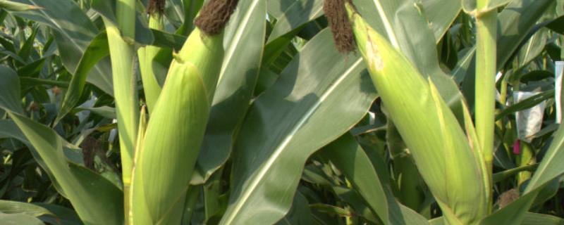 玉米穗期的主要害虫，分别如何防治