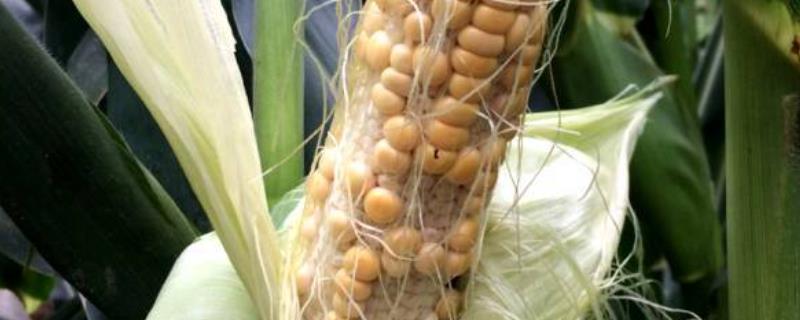 玉米畸形穗什么原因造成的，抽穗有什么作用