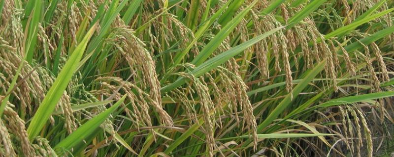 巨型水稻亩产多少斤，巨型水稻的优缺点