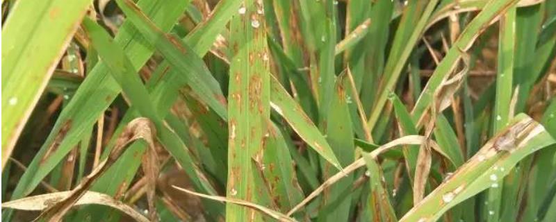 防治水稻稻瘟病特效药，是什么原因导致的