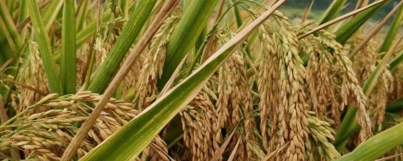 种植水稻的第一步是什么，水稻一年最多几季