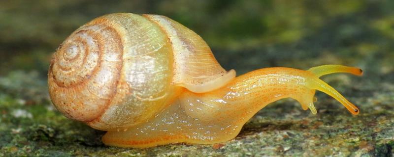 蜗牛没有了壳还能活吗，下蛋后如何孵化