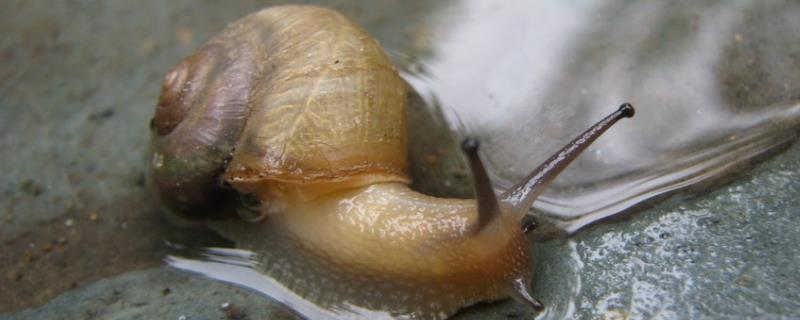 蜗牛下蛋了怎么办，蜗牛下面的触角是什么