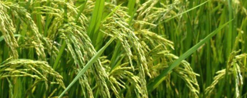 种水稻第一步是整地还是插秧，种水稻一般在什么节气
