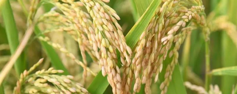 龙粳3040水稻新品种，附简介