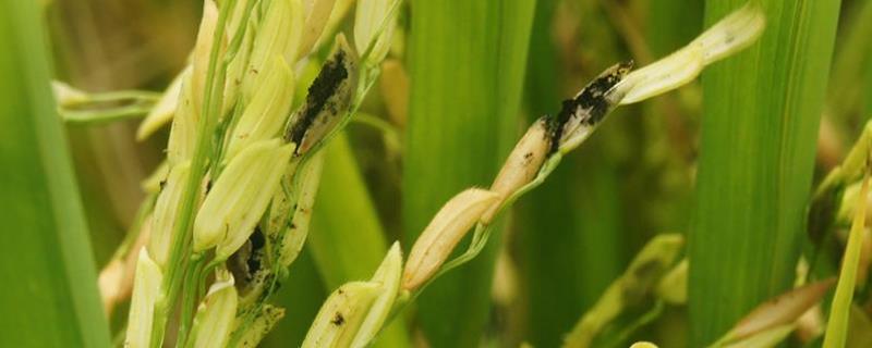 水稻上长黑色的颗粒是什么病，是什么原因引起的