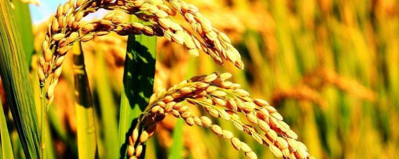 水稻一亩地能产多少斤，南方水稻一年收割几次