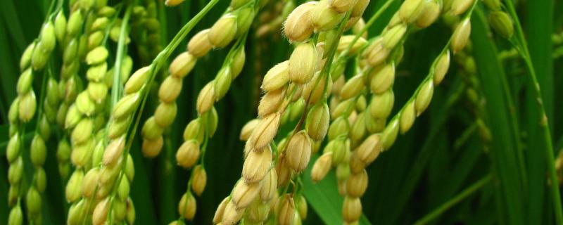 通育335水稻种的成熟期和特征，附简介