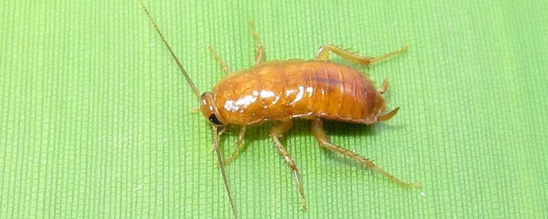 樱桃蟑螂跑了会繁殖吗，樱桃蟑螂的卵多久能孵化