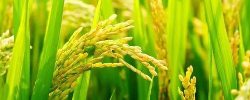杂交水稻亩产，杂交水稻的优缺点
