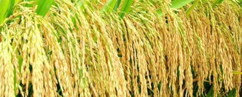 超级杂交水稻是由什么构成的，杂交水稻和普通水稻的区别