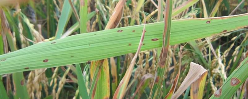 治水稻稻曲病和稻瘟病特效药，是什么原因引起的