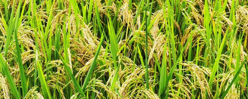 水稻破口期需要水吗，用什么药增产