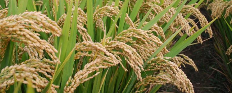 河南种水稻吗，几月份收割