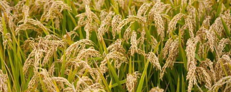 超级水稻一亩地产多少斤，超级水稻是什么时候培育出来的