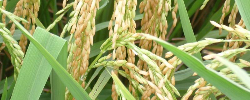 水稻灌浆期水层管理，灌浆期需要多长时间