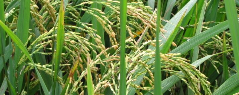 为什么水稻之间要杂交，杂交水稻是转基因吗