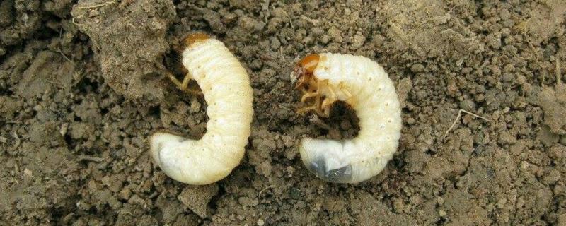 土壤里的土蚕怎么杀死，土蚕有什么危害