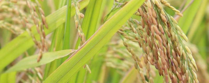 水稻扬花期下大雨有影响吗?扬花期一般在几月份