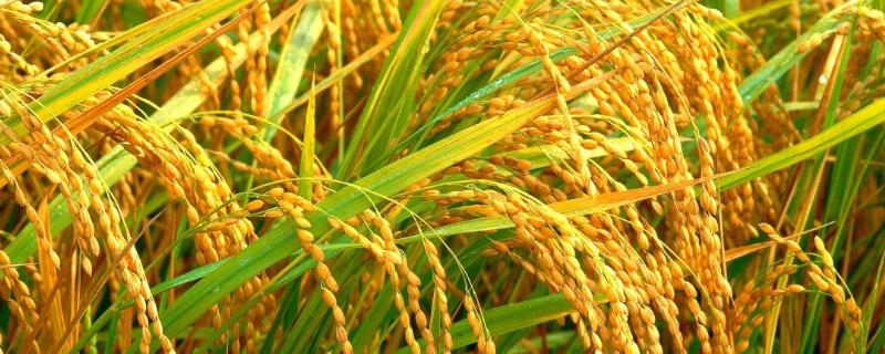 云南水稻种植历史，一年几季