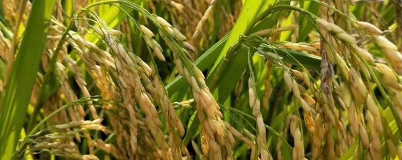 一亩地能产多少水稻，水稻种植技术与管理