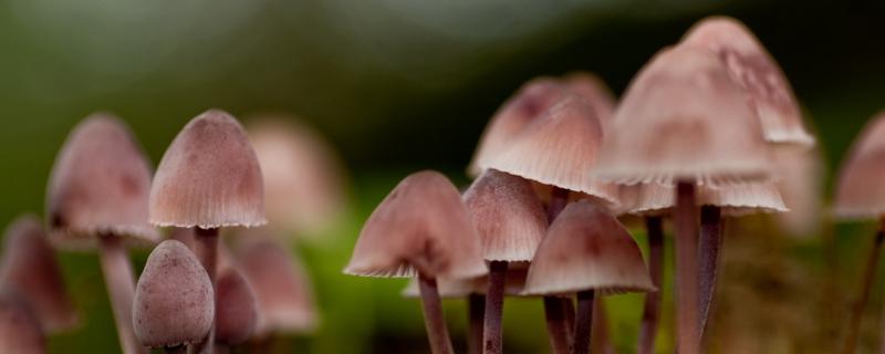 蘑菇几天能长出来，有哪些品种