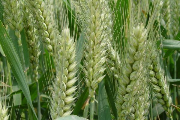 乐土103小麦品种