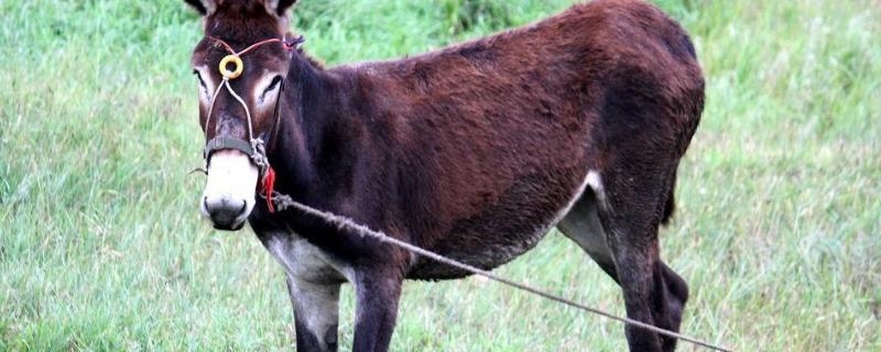 修剪下来的驴蹄子有什么用，为什么要定期修剪驴蹄子