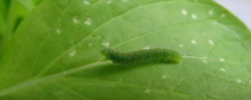 吡虫啉对菜青虫有效吗，吡虫啉是有机磷农药吗