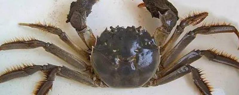 大闸蟹母蟹几月最肥，如何分辨公母