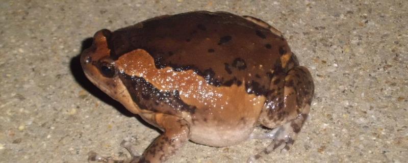 牛蛙套肠什么原因引起，附症状及防治方法