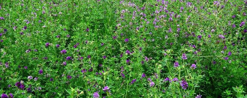 紫花苜蓿一亩地需要多少种子，紫花苜蓿的种植时间