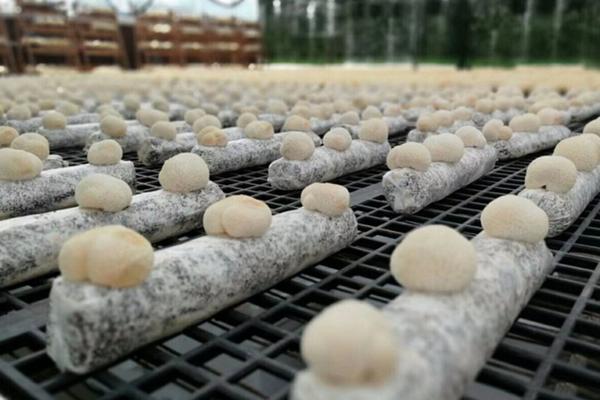 常见人工种植蘑菇图片图片