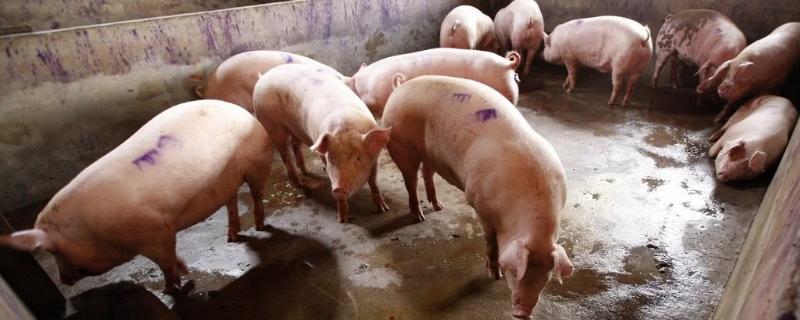 猪链球菌感染用什么药，是什么原因导致的