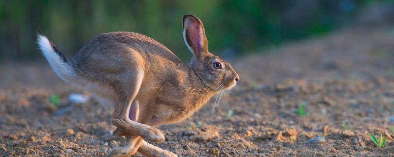 野兔子幼崽怎么养活，一亩地可以养多少只
